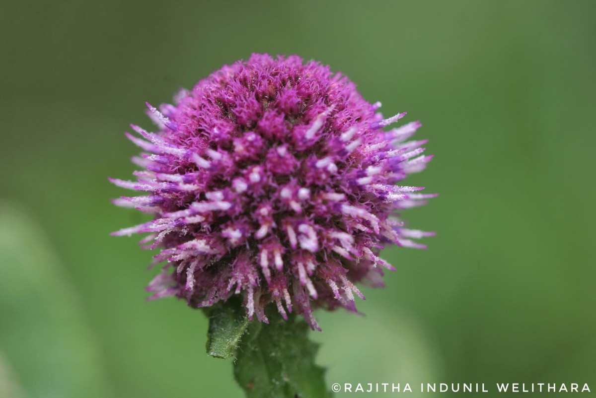 Sphaeranthus indicus L.